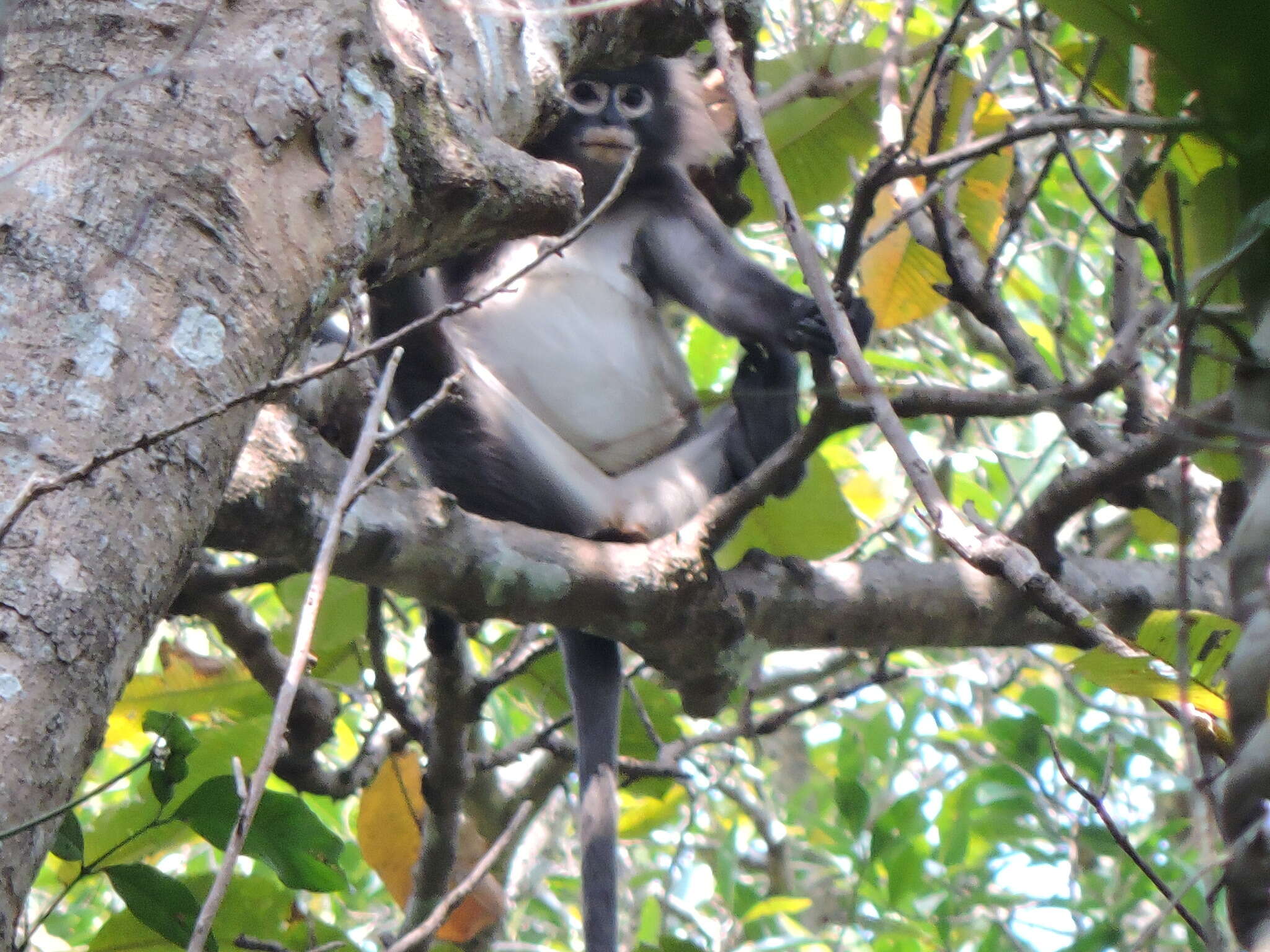 Image of Phayre's Langur