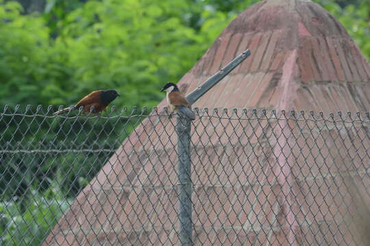 Image of Senegal Coucal