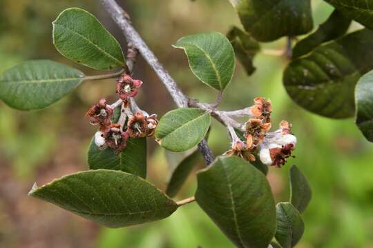 Malacomeles nervosa (Decne.) G. N. Jones的圖片