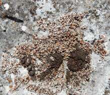 Image of false Russell's fishscale lichen