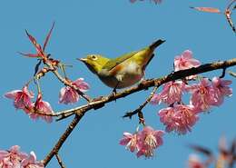 Image of Chestnut-flanked White-eye