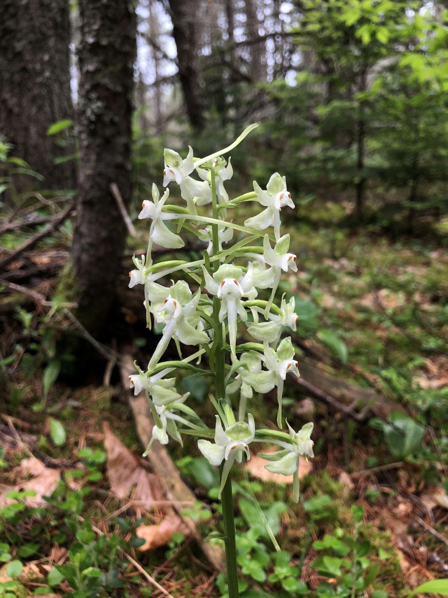 Слика од Platanthera orbiculata var. macrophylla (Goldie) Luer