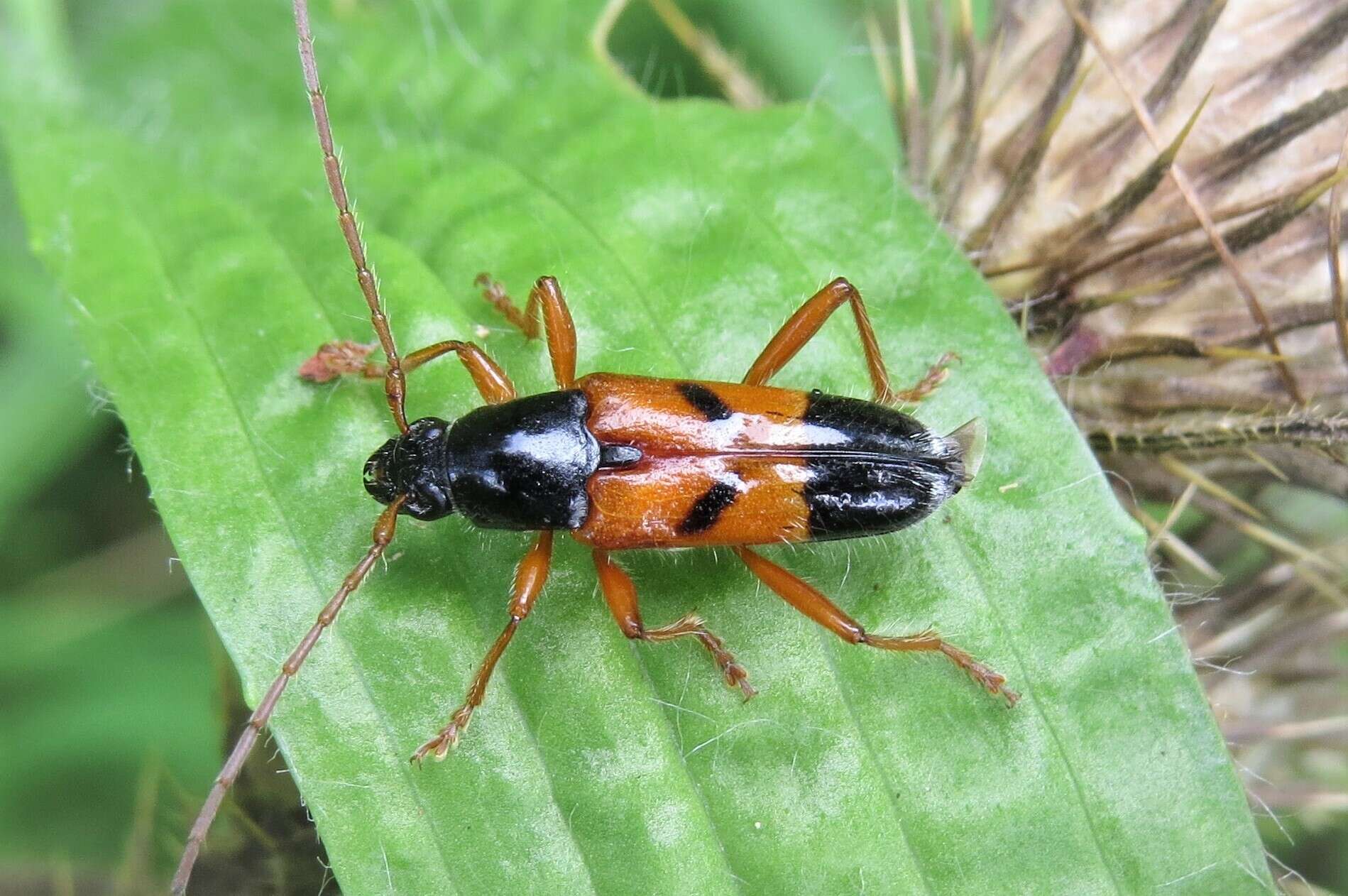 Image of Anastetha raripila Pascoe 1866