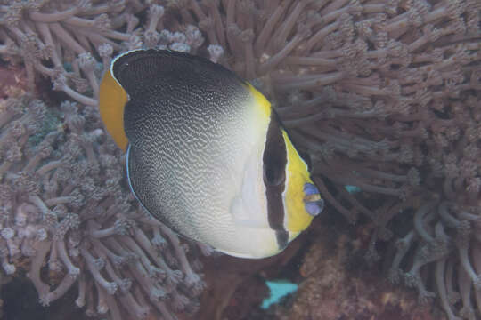 Image of Red Sea Butterflyfish