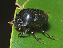 Image of Onthophagus neostenocerus Goidanich 1926