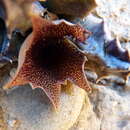 Huernia barbata subsp. barbata的圖片