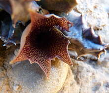 Image of Huernia barbata subsp. barbata
