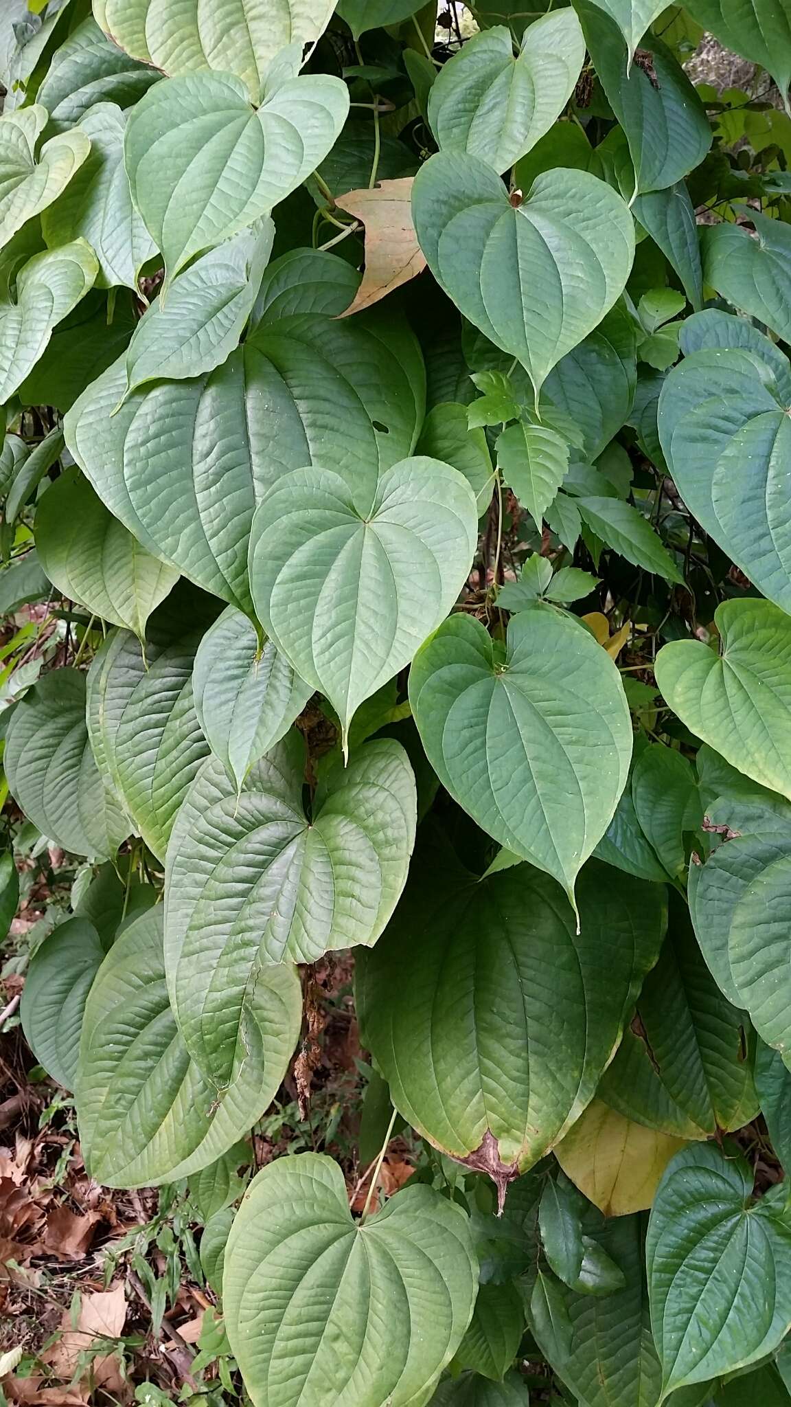 Imagem de Dioscorea bulbifera L.