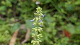 Image of Salvia plebeia R. Br.