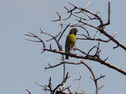 Image of Hooded Siskin