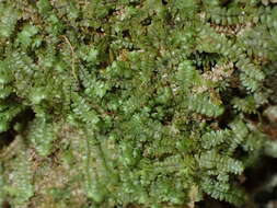 Image of Bazzania tayloriana (Mitt.) Kuntze