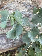 Imagem de Abutilon pycnodon Hochr.