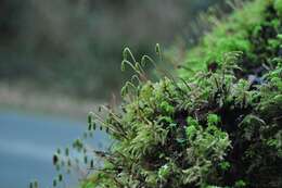 Image of leucolepis umbrella moss