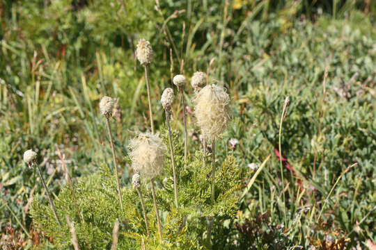 Imagem de Pulsatilla occidentalis (S. Wats.) Freyn