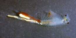 Image of Conservancy Fairy Shrimp