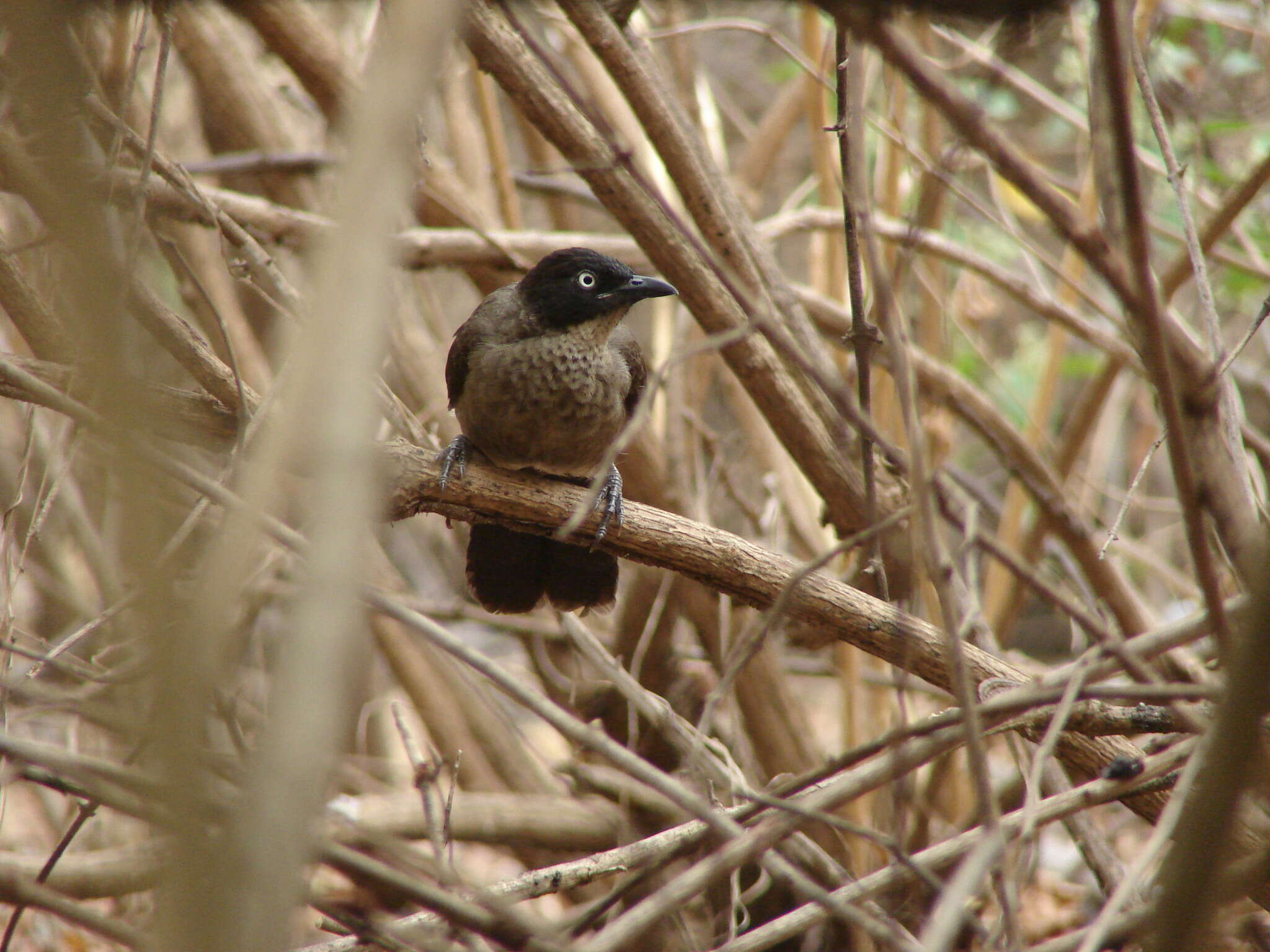 صورة Turdoides reinwardtii (Swainson 1831)