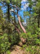 Arbutus xalapensis var. texana (S. F. Buckley) A. Gray resmi