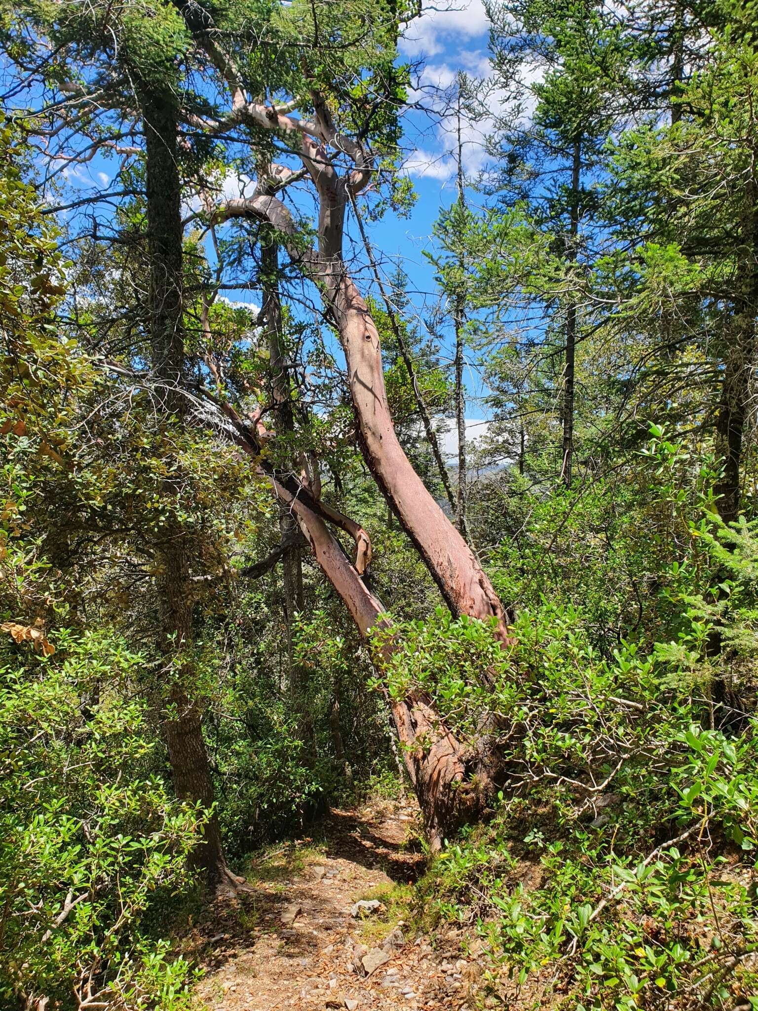 Arbutus xalapensis var. texana (S. F. Buckley) A. Gray resmi