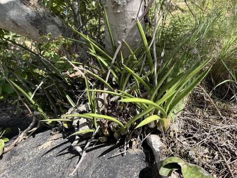 Image of Eulophia petersii (Rchb. fil.) Rchb. fil.