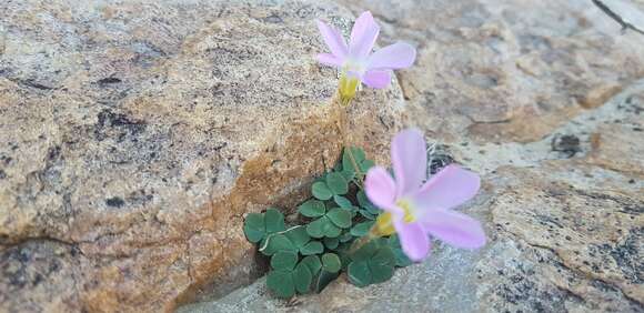 Image of Oxalis pocockiae L. Bolus