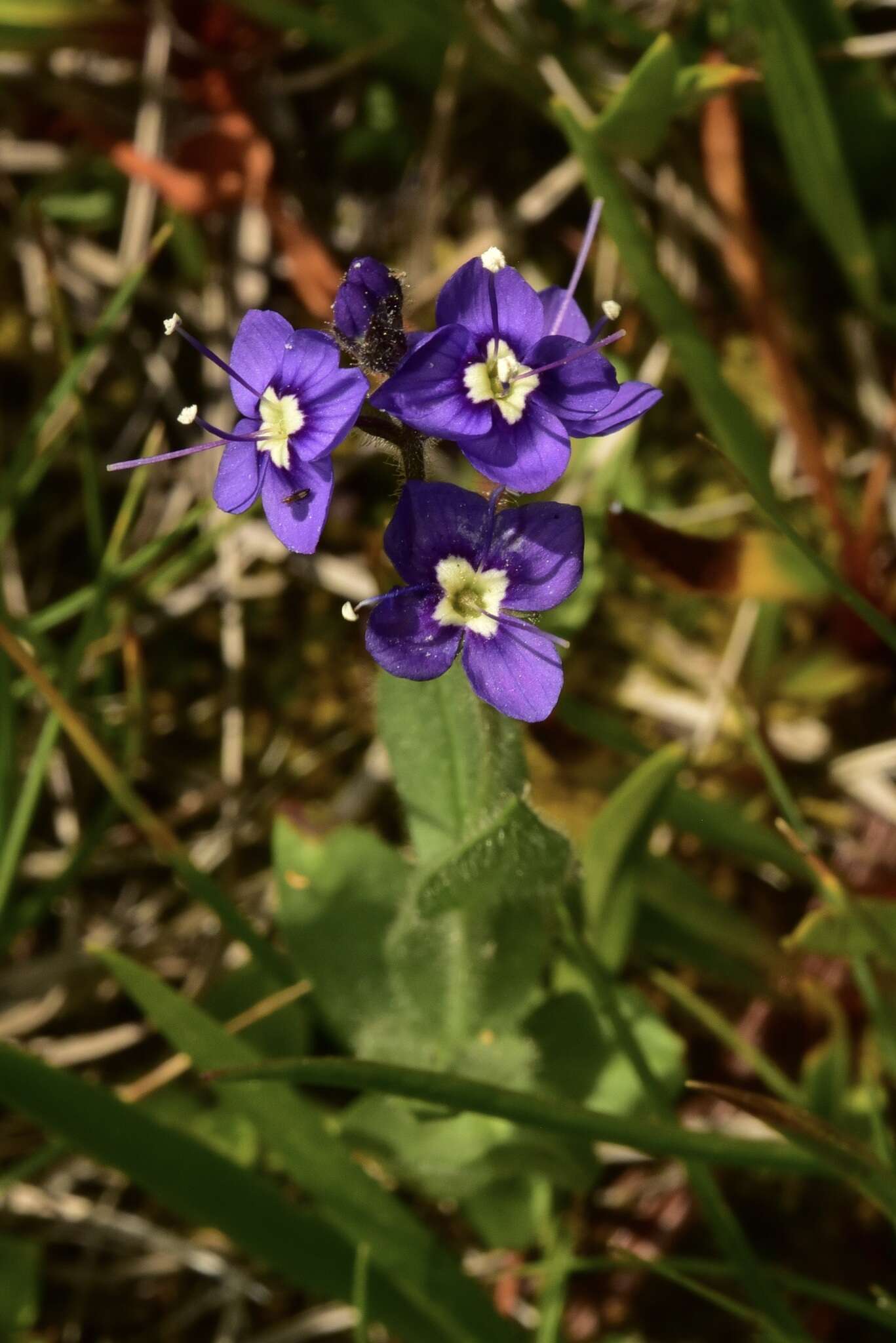 Image of Copeland's speedwell