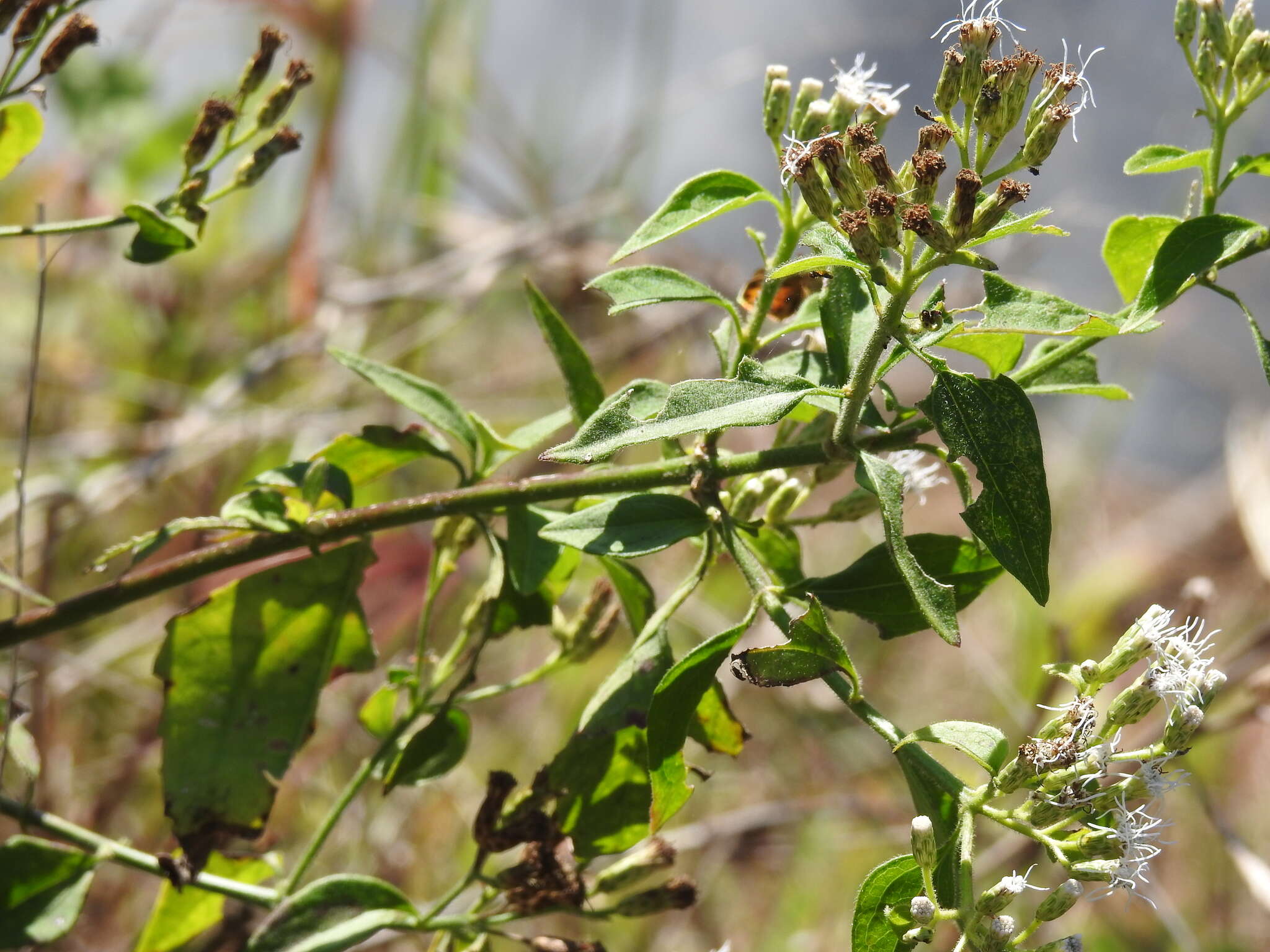 Image of Chromolaena sagittata (A. Gray) R. King & H. Rob.