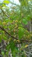 Imagem de Vitex pervillei Baker