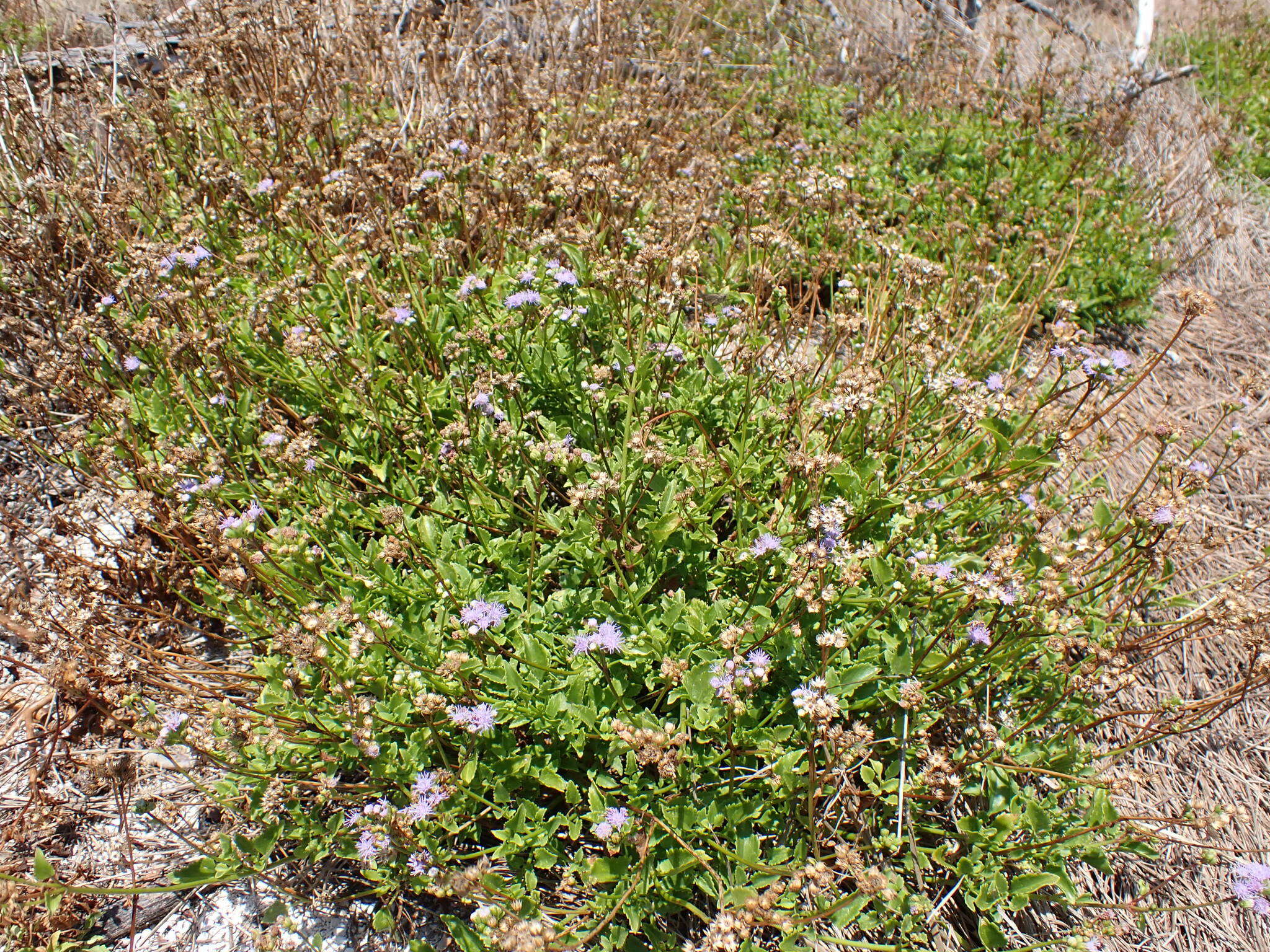 Imagem de Ageratum maritimum Kunth