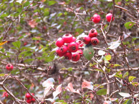 Image of Crataegus lindenii Stapf