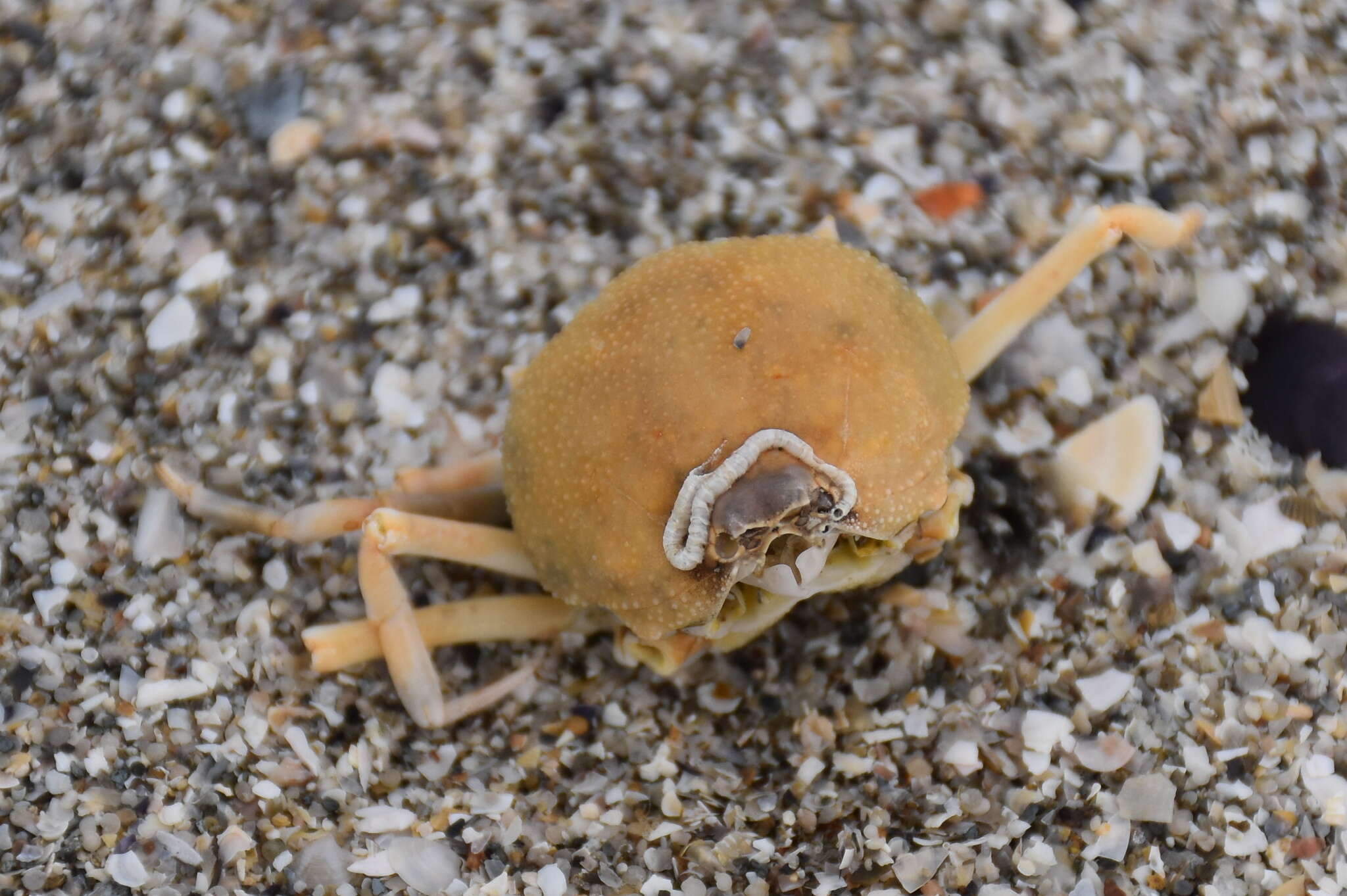 Image of Mediterranean nut crab