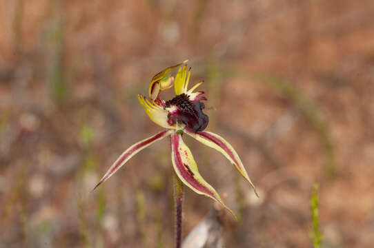 Image of Upright spider orchid