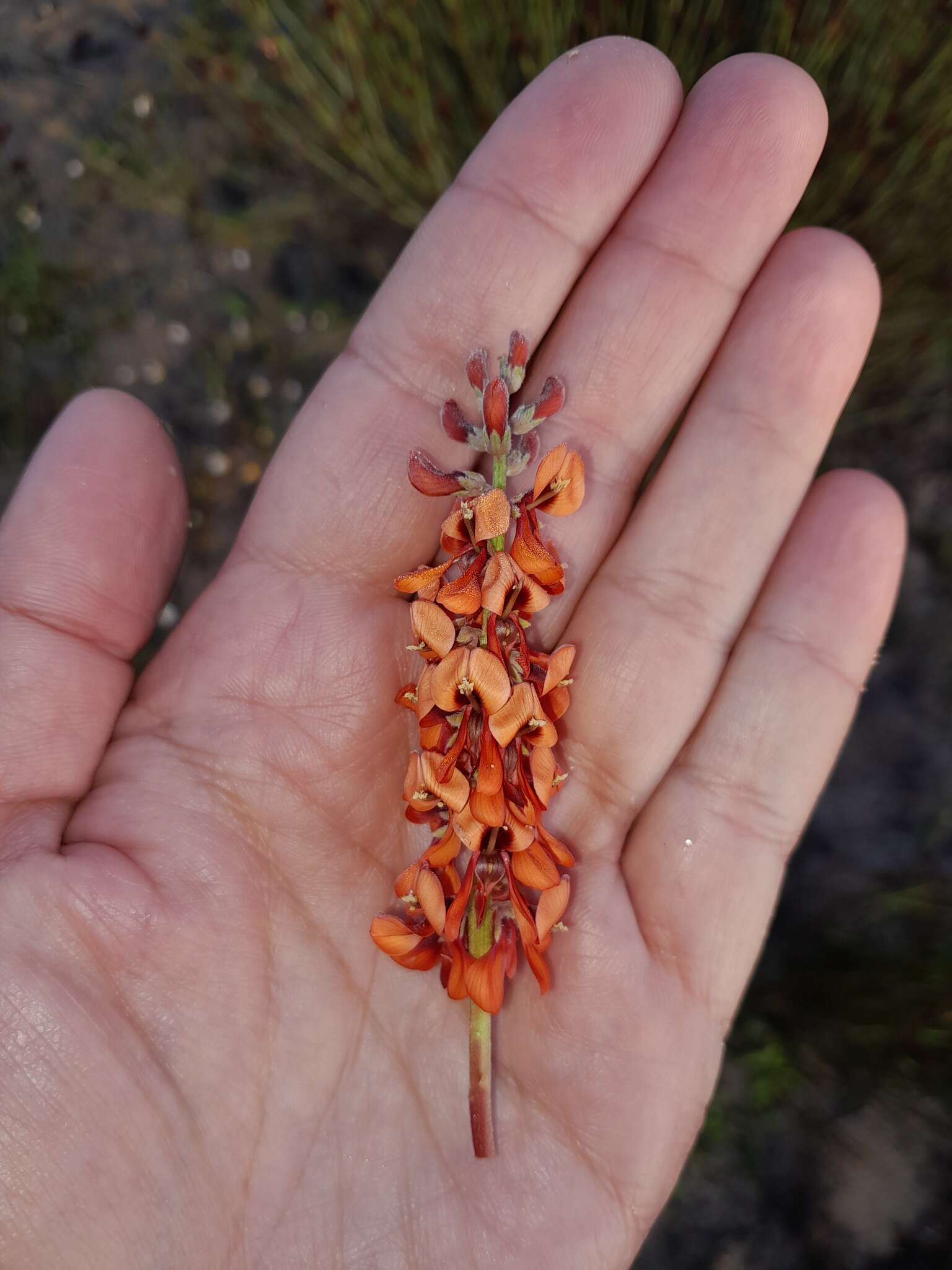 Image of Indigofera procumbens L.