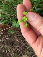 Слика од Euphorbia tetrapora Engelm.