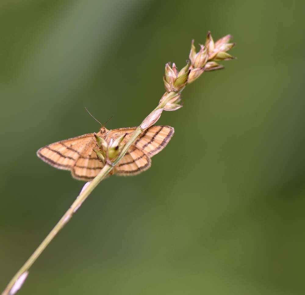 صورة Idaea aureolaria Schiffermüller 1775