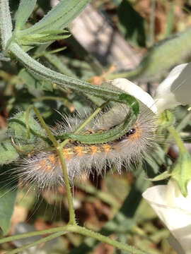 Image of Ermine Moths