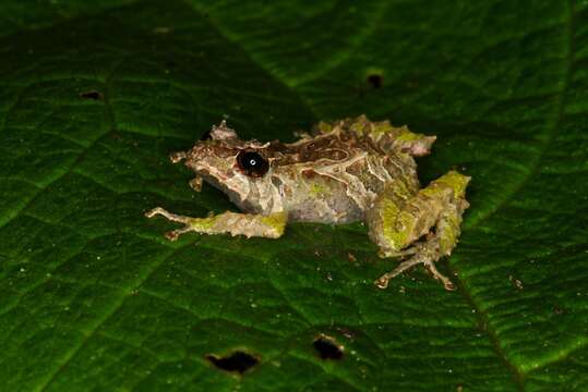 Pristimantis verecundus (Lynch & Burrowes 1990)的圖片