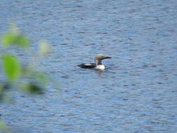 Image of Arctic Loon