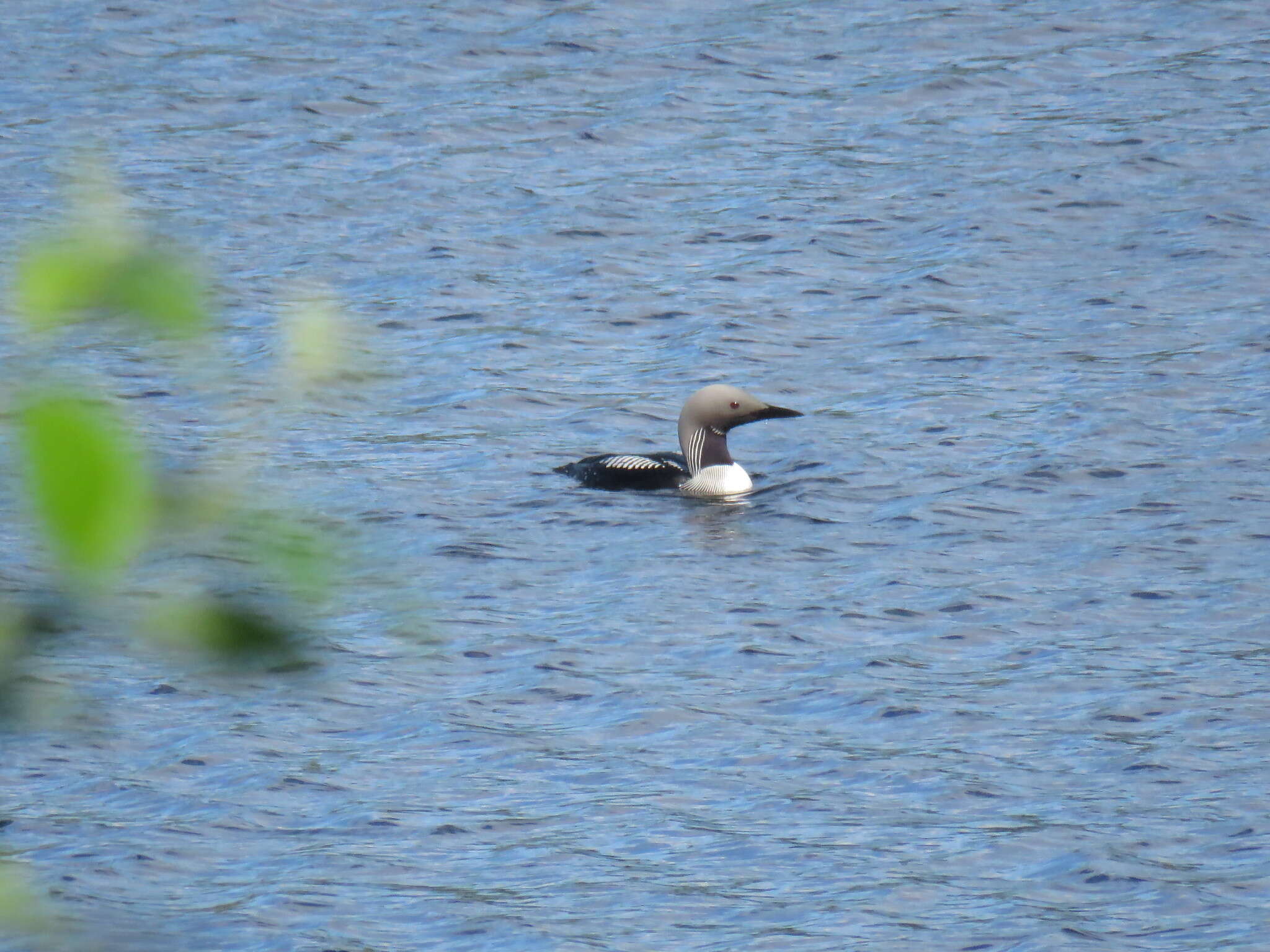 Image of Arctic Loon