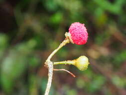 Image of Marcgravia caudata Triana & Planch.