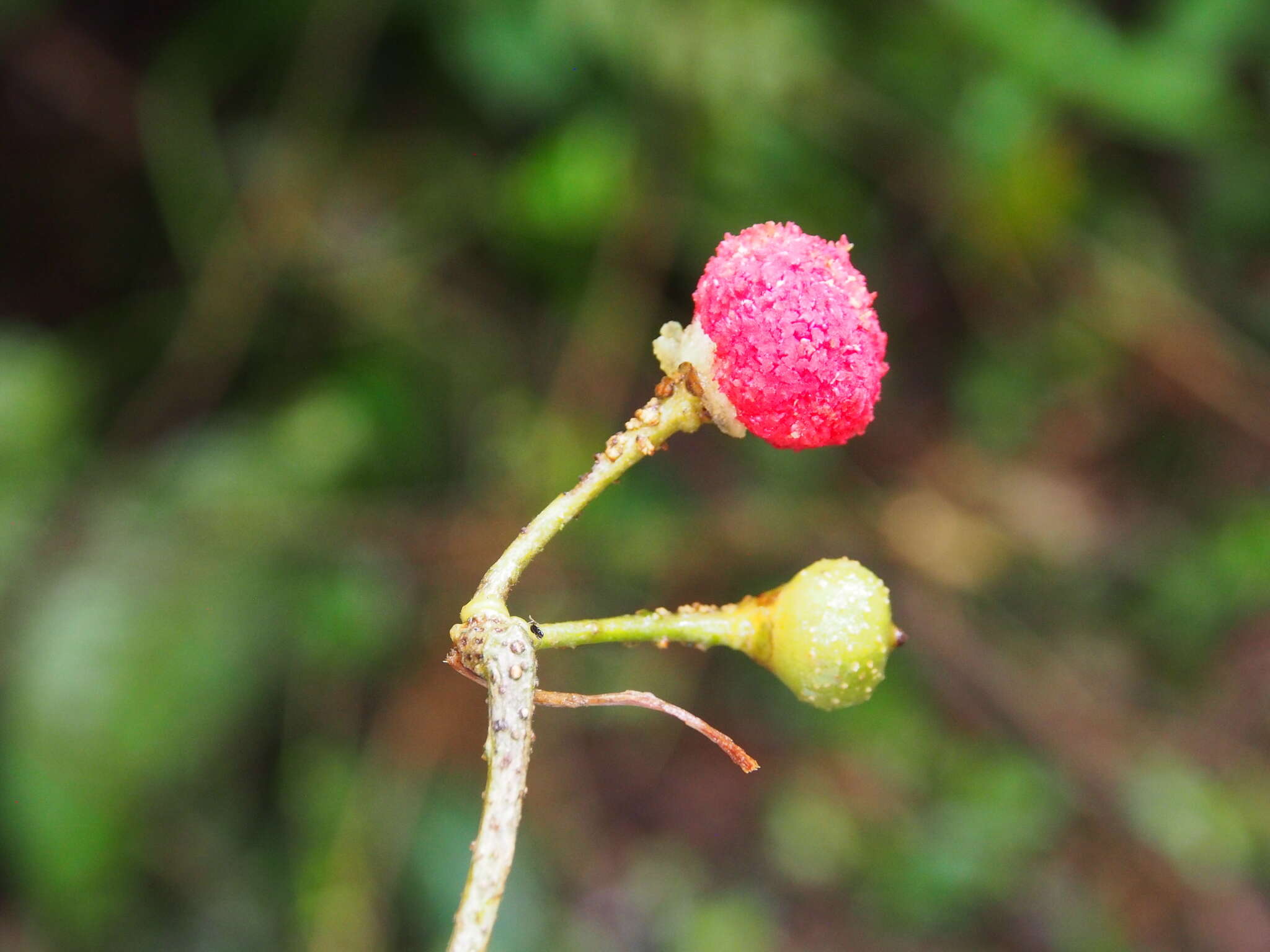 Image of Marcgravia caudata Triana & Planch.