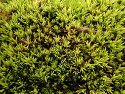 Image of tortella moss