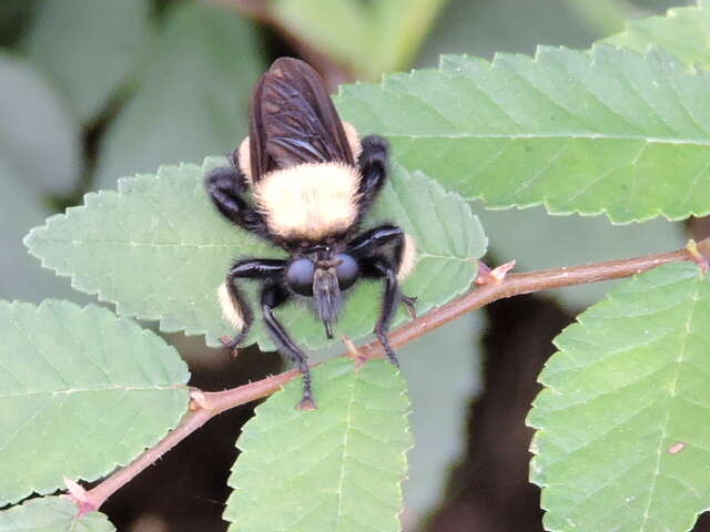 Image of Laphria macquarti (Banks 1917)