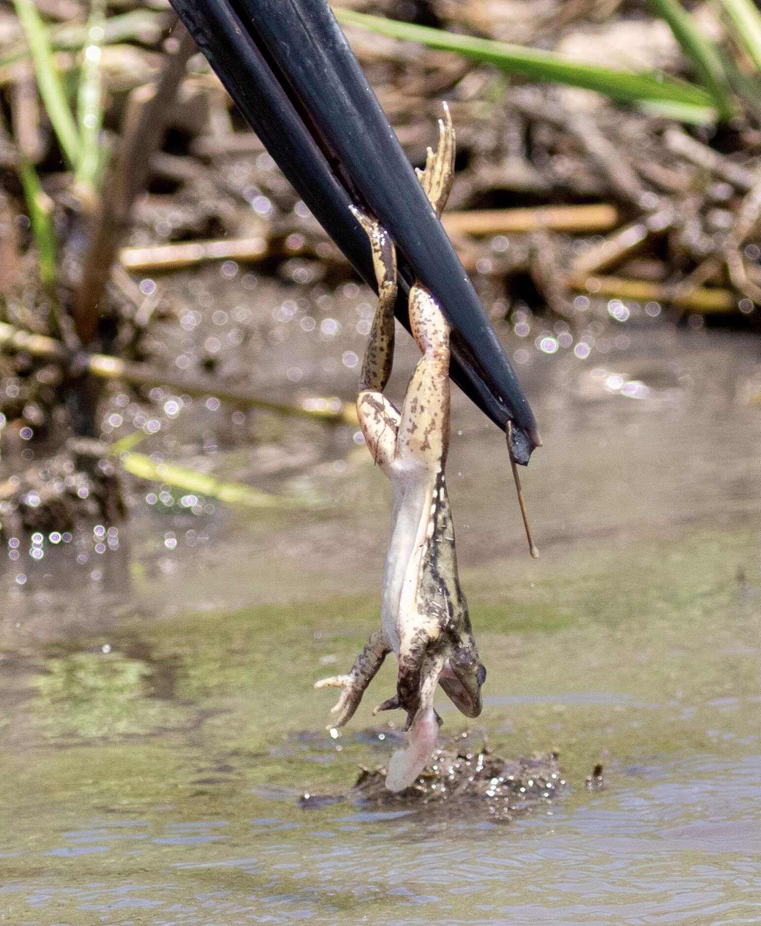 Image of Dahl’s Aquatic Frog