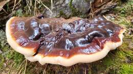 Image of Ganoderma carnosum Pat. 1889