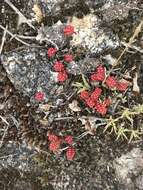 Image of Sedum brevifolium DC.