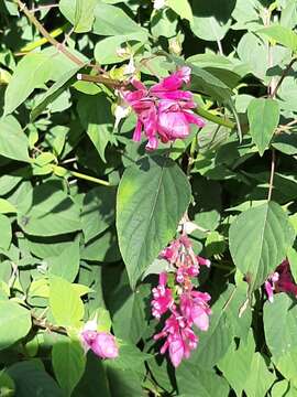 Image of Rosyleaf Sage