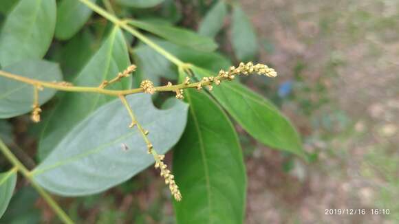 Image of Guioa pleuropteris (Bl.) Radlk.