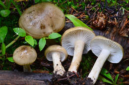 Hygrophorus agathosmoides Lebeuf, E. Larss. & Bellanger的圖片