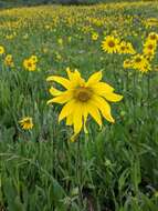 Imagem de Helianthella quinquenervis (Hook.) A. Gray