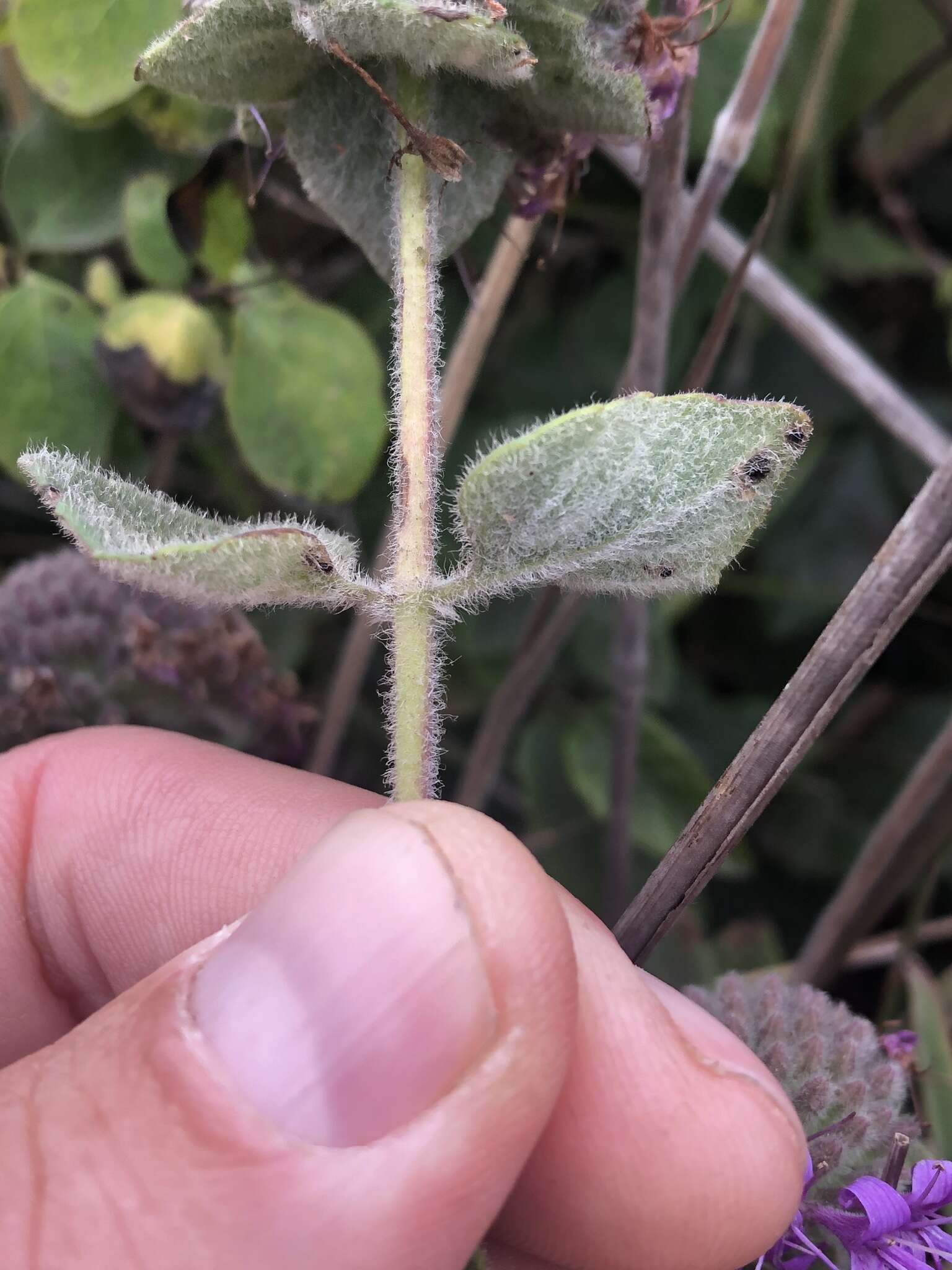 Image de Monardella villosa subsp. villosa